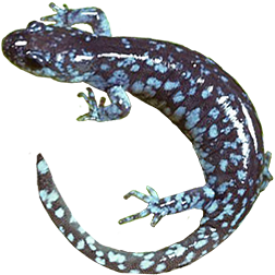 Blue-spotted